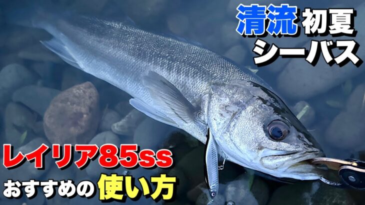 【初夏シーバス】レイリア85ssを使って稚鮎付きシーバス狙ってみた！