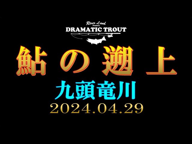 鮎の遡上 九頭竜川 April.2024 ～DRAMATIC TROUT