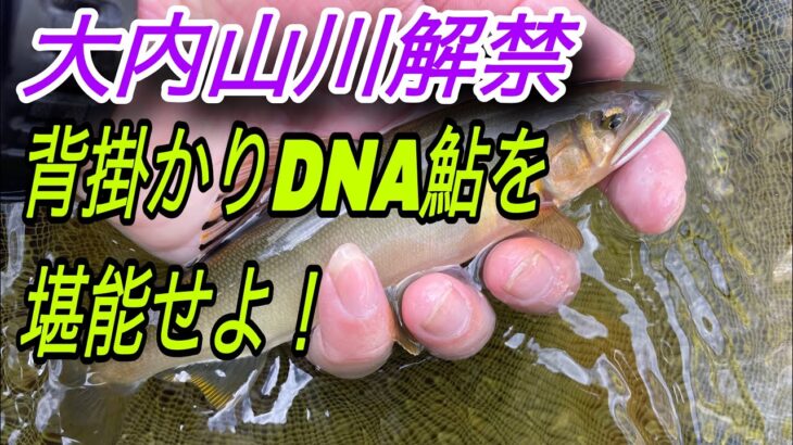 背掛かりDNAの鮎はバチバチなのか？大内山川解禁