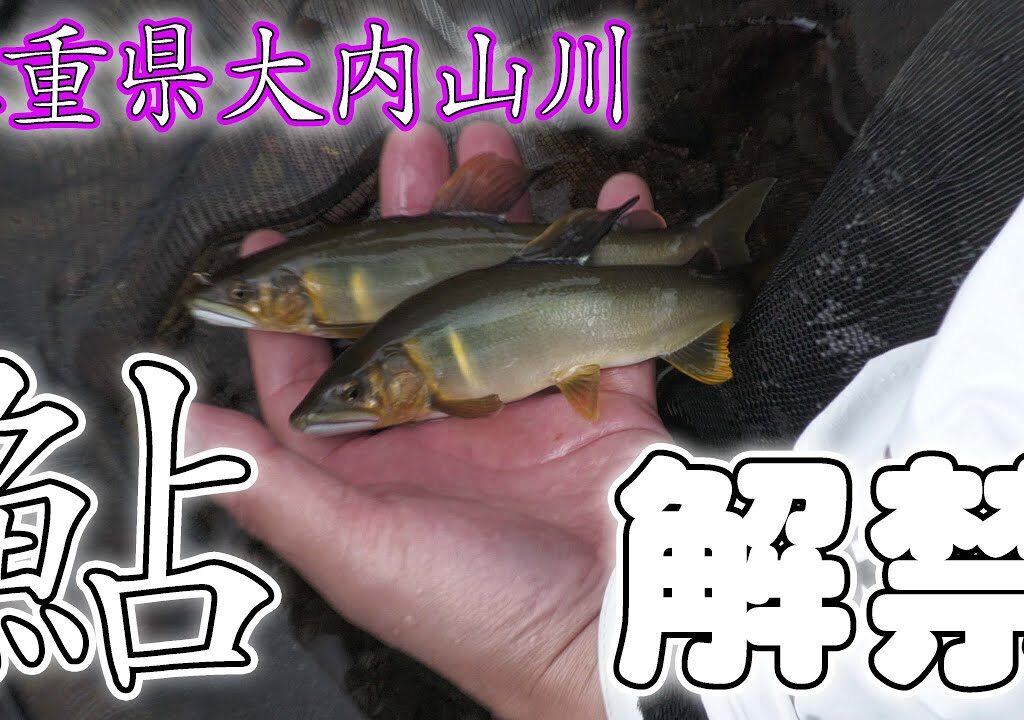 大内山川 背掛かりDNA鮎を釣る！森園正二の釣りバカ日記39