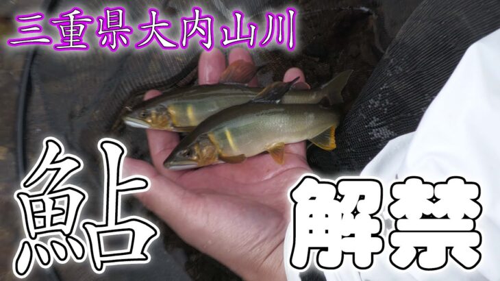 大内山川 背掛かりDNA鮎を釣る！森園正二の釣りバカ日記39