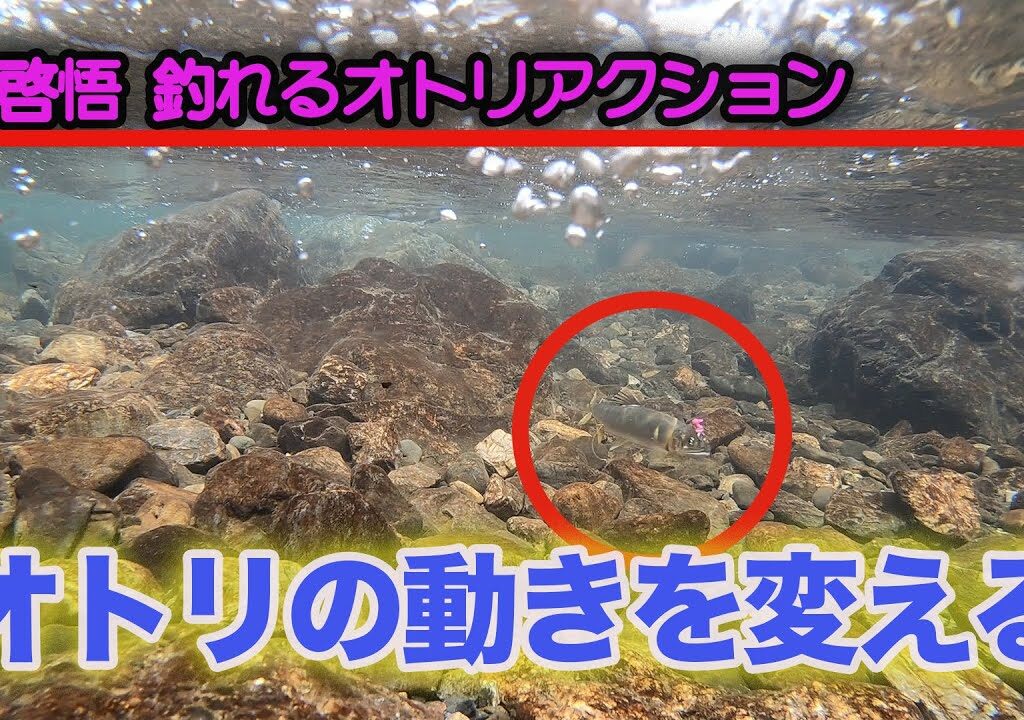 島啓悟釣れるオトリアクション オトリの動きを変える