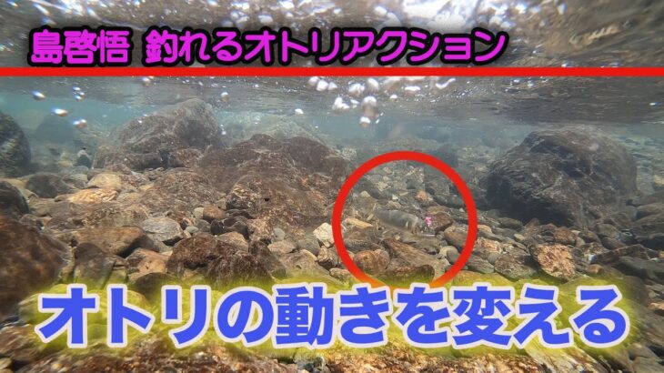 島啓悟釣れるオトリアクション オトリの動きを変える