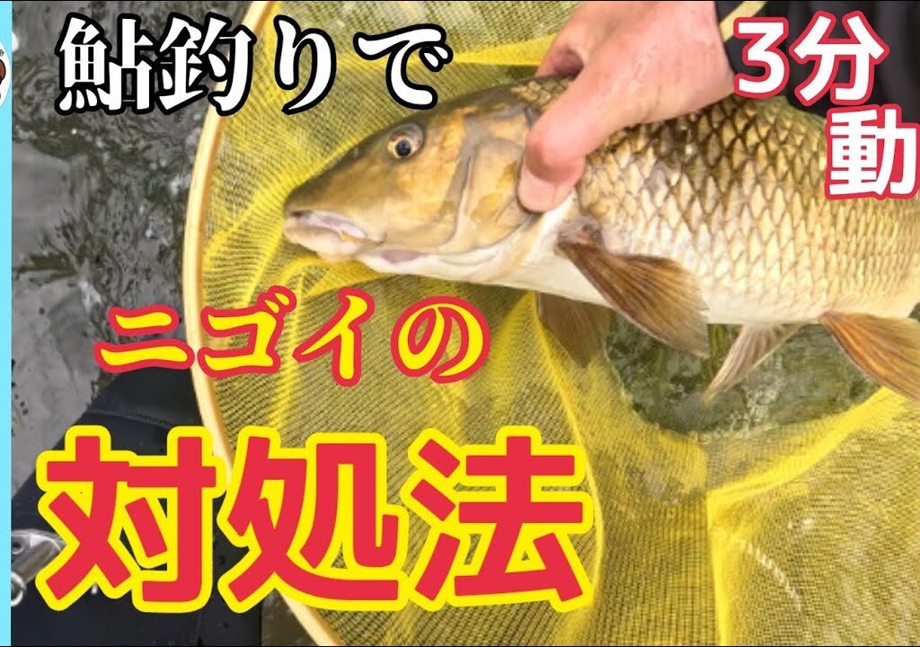【対処法】鮎釣りで間違ってニゴイが釣れてしまった時の竿さばき