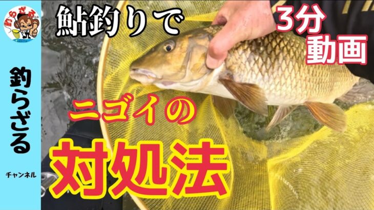 【対処法】鮎釣りで間違ってニゴイが釣れてしまった時の竿さばき