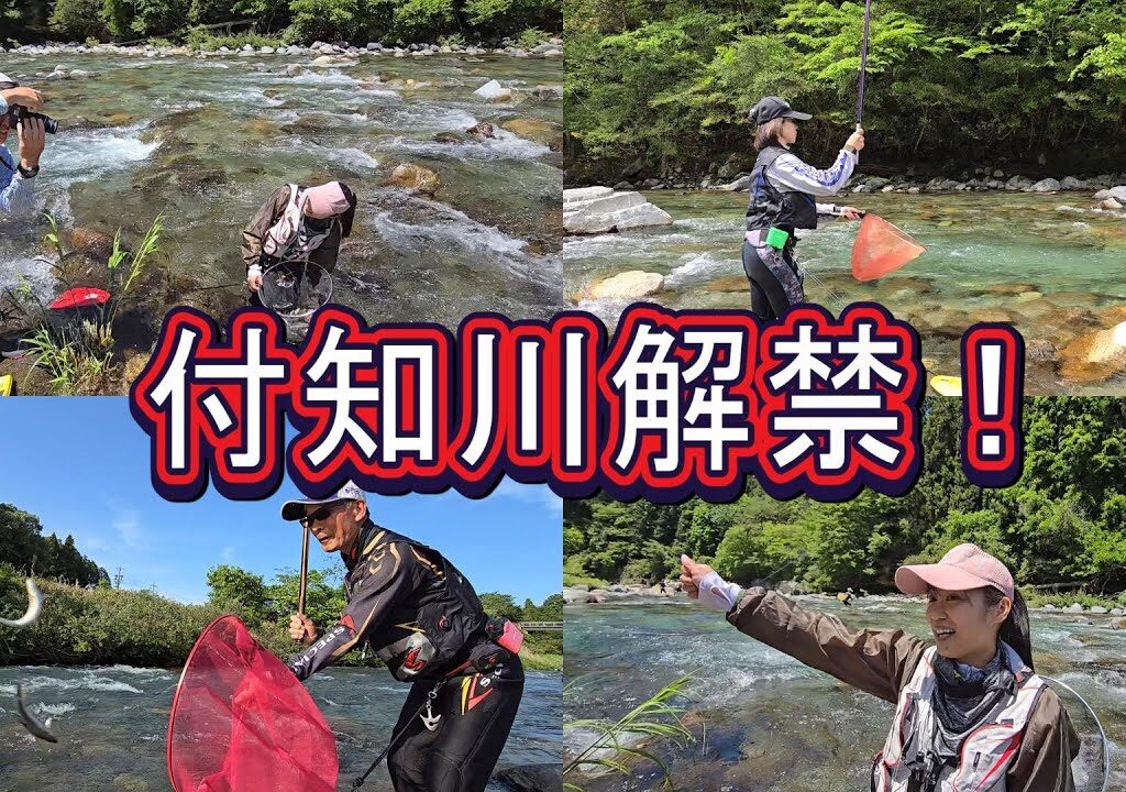 爆釣！？好スタート【付知川アユ解禁】中日スポーツ解禁取材
