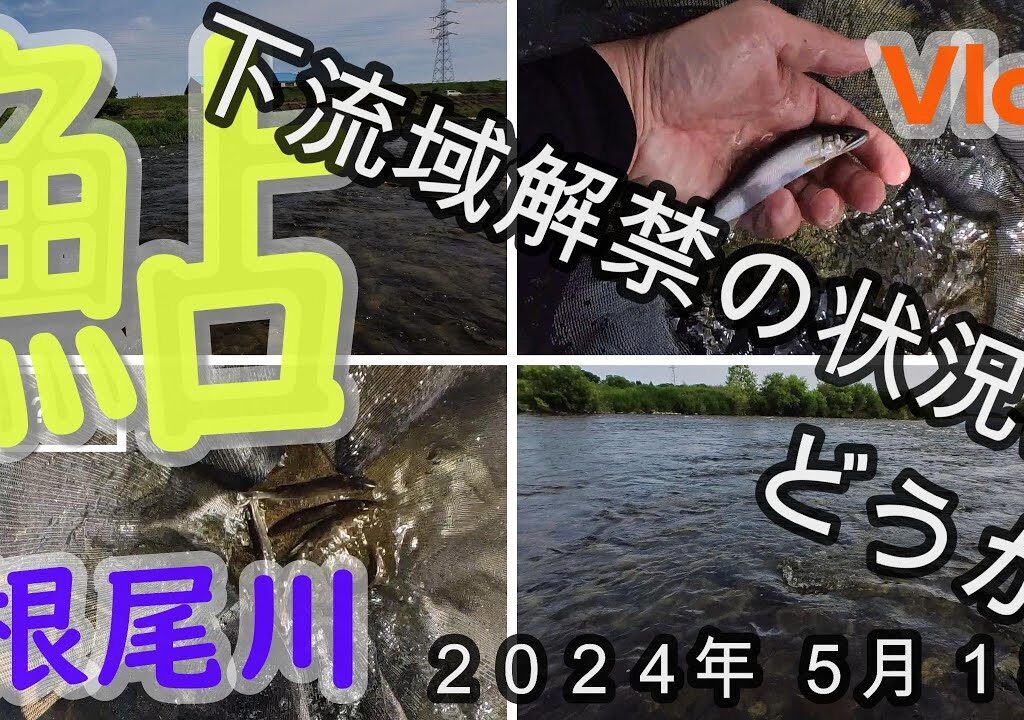 【根尾川下流】下流域の解禁の状態はどうか？　２０２４．５．１８