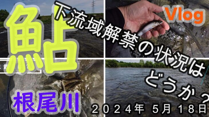 【根尾川下流】下流域の解禁の状態はどうか？　２０２４．５．１８