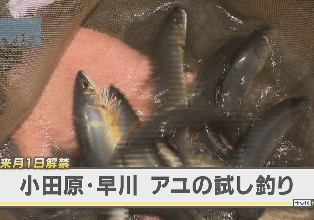 ６月解禁前に　小田原でアユの試し釣り