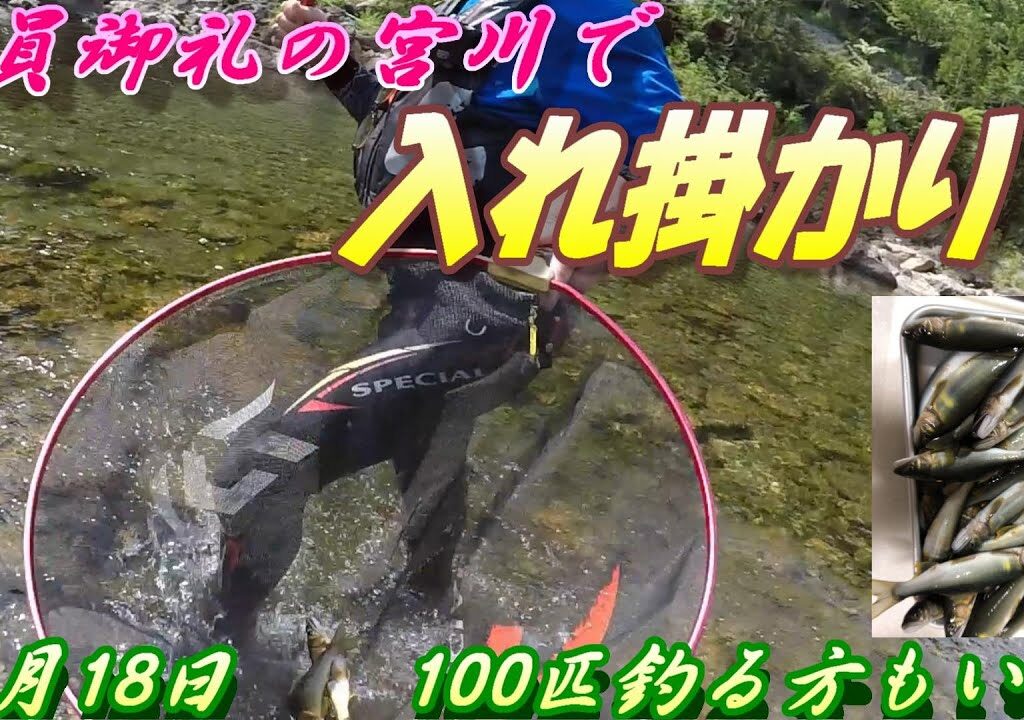 入れ掛かりの宮川！今年はめちゃくちゃ釣れる！【アユ釣り】＃アユ釣り＃宮川＃入れ掛かり