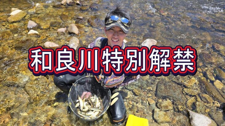 【和良川特別解禁】場所ムラ、腕ムラ、ムラムラ・・・中日スポーツ解禁取材　鮎釣り