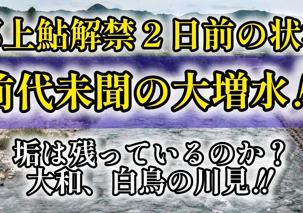 郡上鮎解禁２日前の状況。垢は残っているのか？大和、白鳥の川見‼️