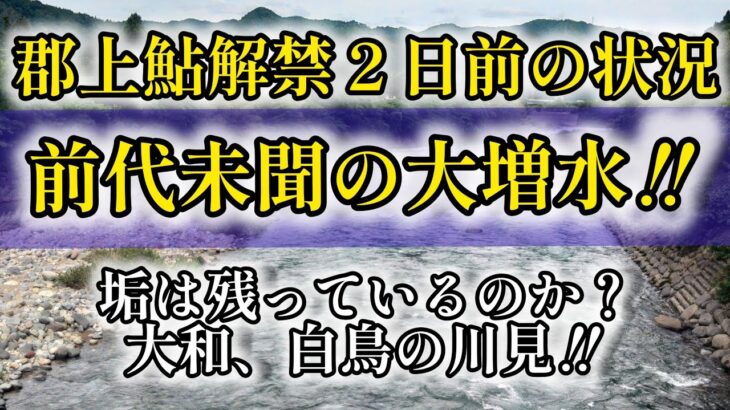 郡上鮎解禁２日前の状況。垢は残っているのか？大和、白鳥の川見‼️