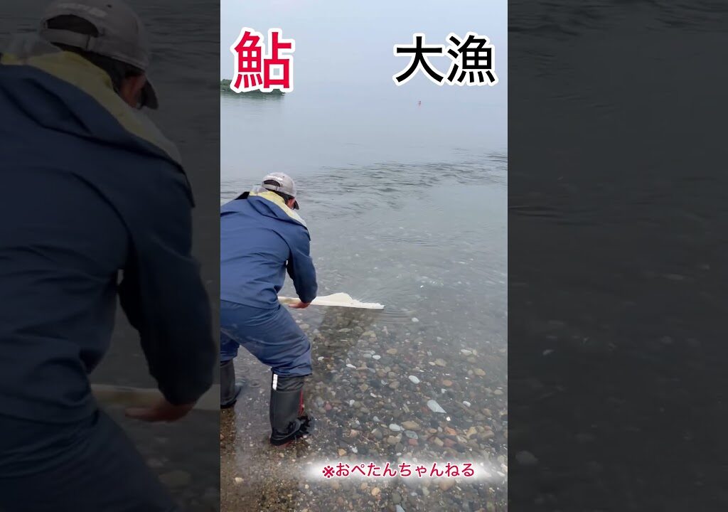 #投網#鮎#川#おぺたんちゃんねる#釣り