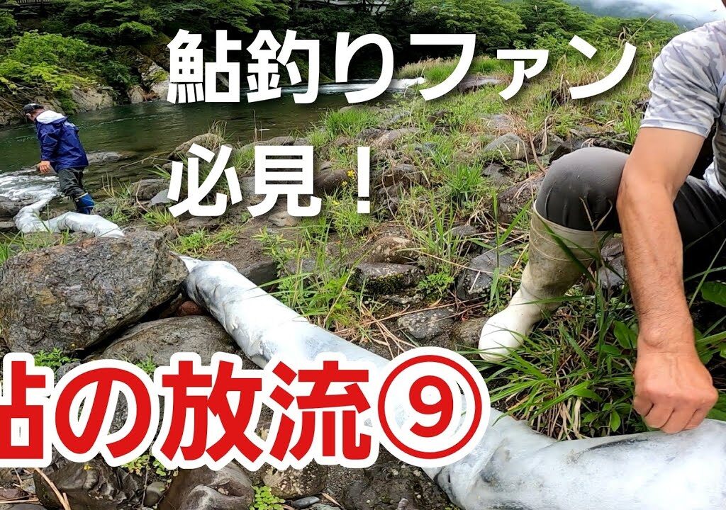 鮎の放流⑨　今年９回目の放流　解禁まであと１ヶ月！　【勝浦川漁業協同組合】