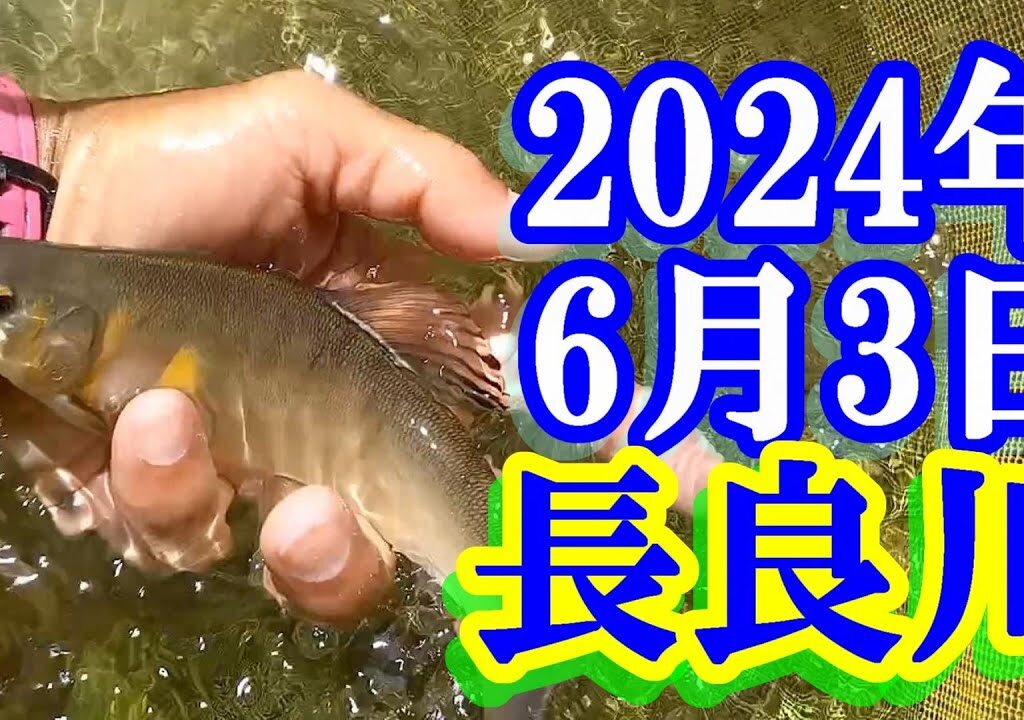 鮎釣り 10cm高白川で残り垢狙い 鮎パーク上かじか上下 長良川郡上 2024年