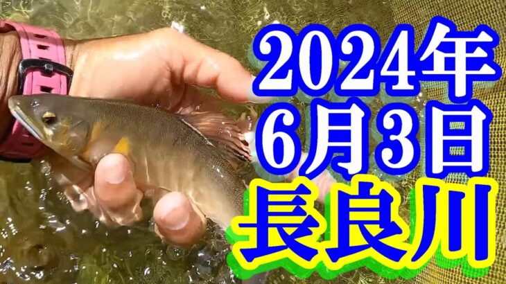 鮎釣り 10cm高白川で残り垢狙い 鮎パーク上かじか上下 長良川郡上 2024年