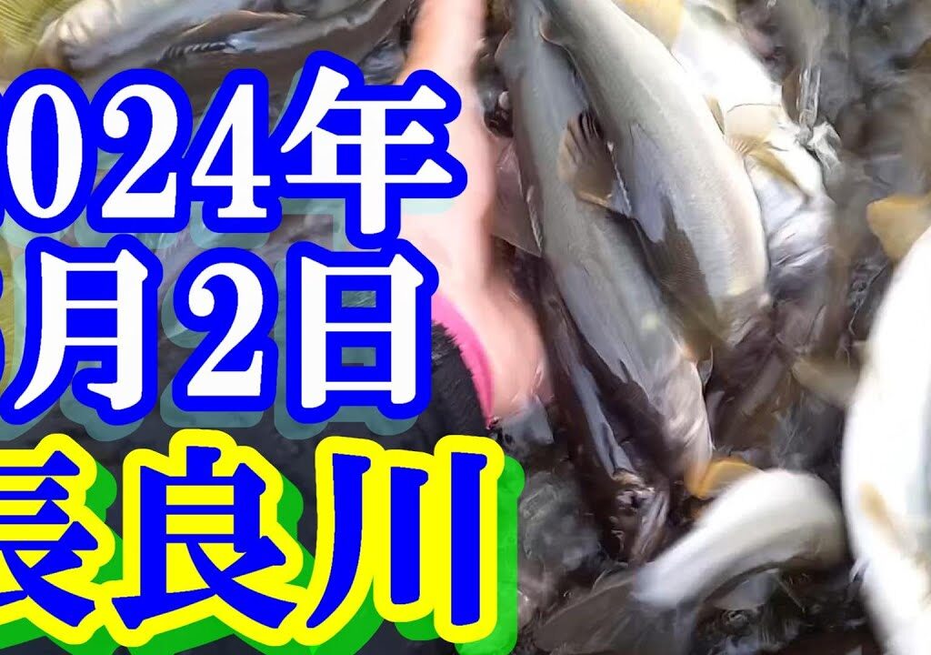 鮎釣り 15cm高白川で残り垢狙い 歩木島大橋の下の橋上下 長良川郡上 2024年