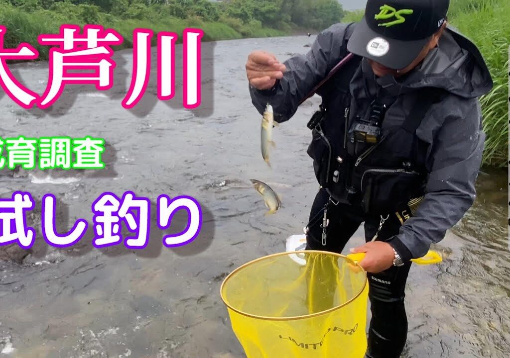【鮎釣り2024】大芦川 小倉川漁協管内 鮎釣り解禁前 成育調査試し釣り！