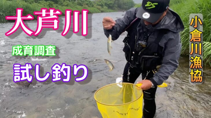 【鮎釣り2024】大芦川 小倉川漁協管内 鮎釣り解禁前 成育調査試し釣り！