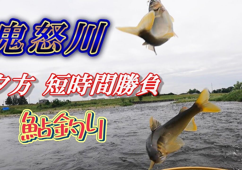 【鮎釣り2024】鬼怒川 増水 低水温 夕方短時間勝負❗