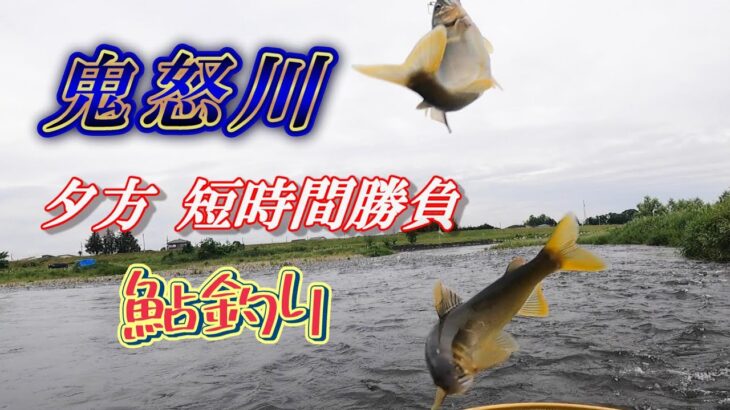 【鮎釣り2024】鬼怒川 増水 低水温 夕方短時間勝負❗