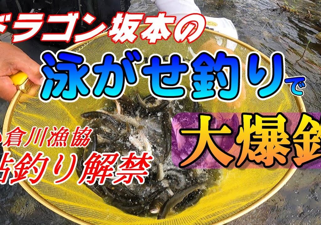 【鮎釣り2024】泳がせ釣りで大爆釣小倉川漁協 解禁