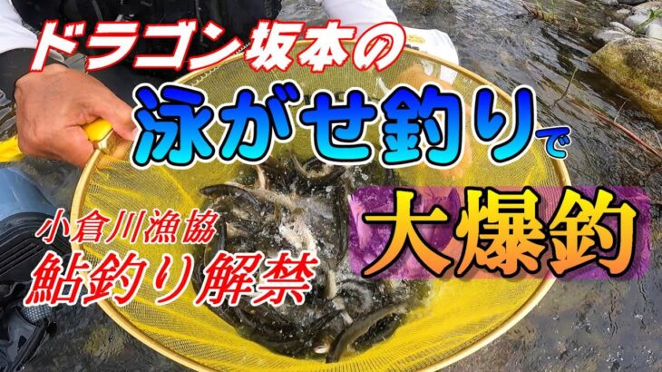 【鮎釣り2024】泳がせ釣りで大爆釣小倉川漁協 解禁