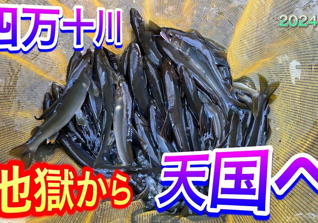 2024 鮎 ３　四万十川　地獄から天国へ