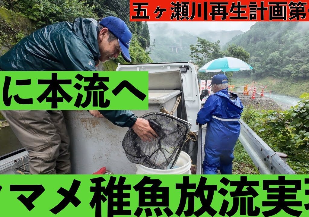 鮎釣り師にも朗報　2024 年　遂に五ヶ瀬本流へヤマメ放流が実現！