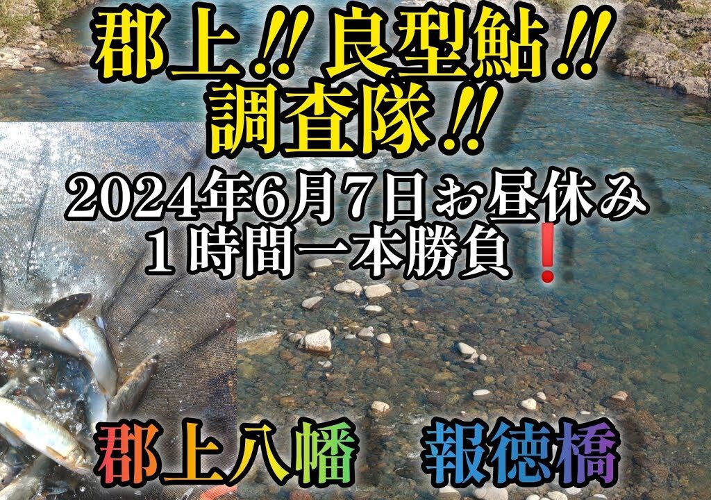 郡上‼️良型鮎‼️調査隊‼️郡上八幡、報徳橋‼️2024年６月７日