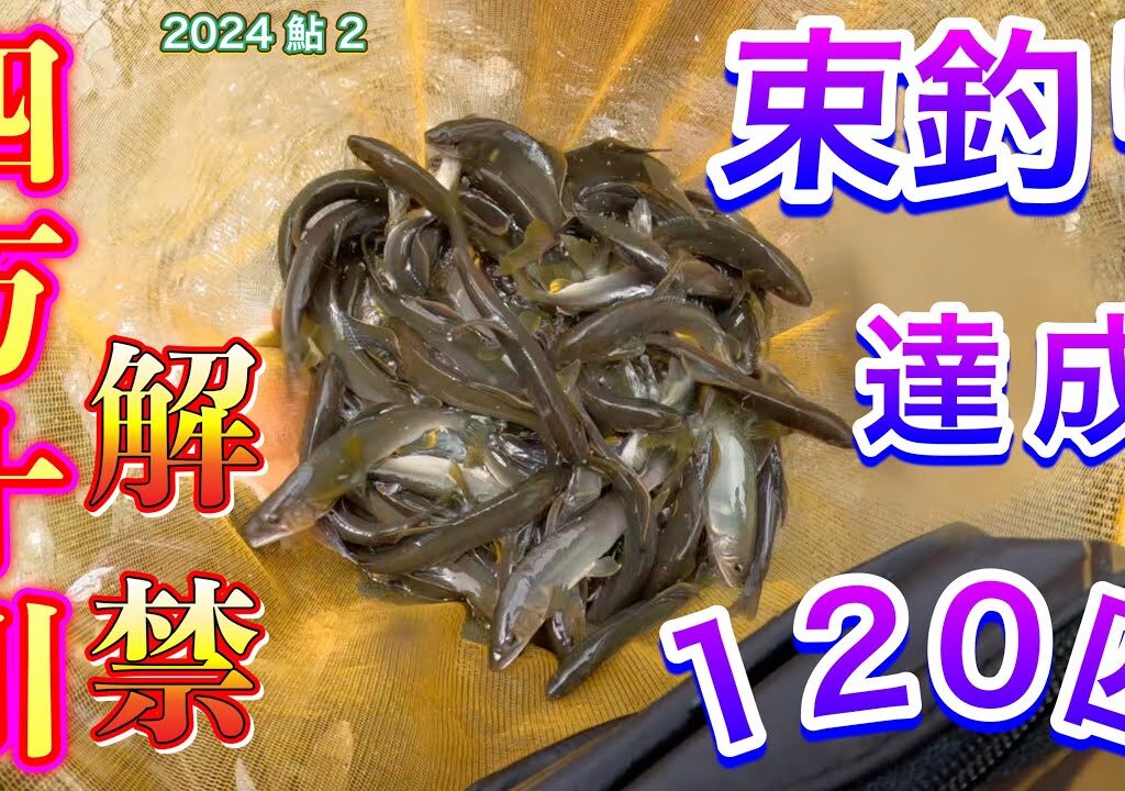 2024 鮎 ２　四万十川解禁　束釣り達成　120匹
