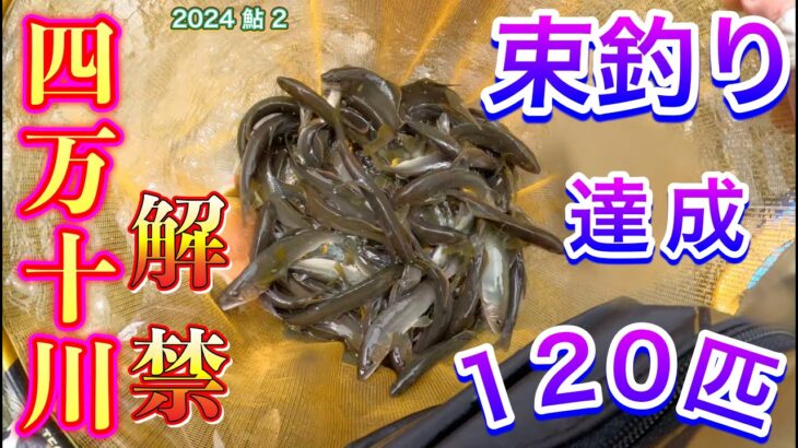 2024 鮎 ２　四万十川解禁　束釣り達成　120匹