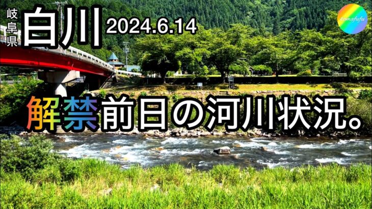 【鮎釣り2024】白川（岐阜県）解禁前日の河川状況【友釣り】