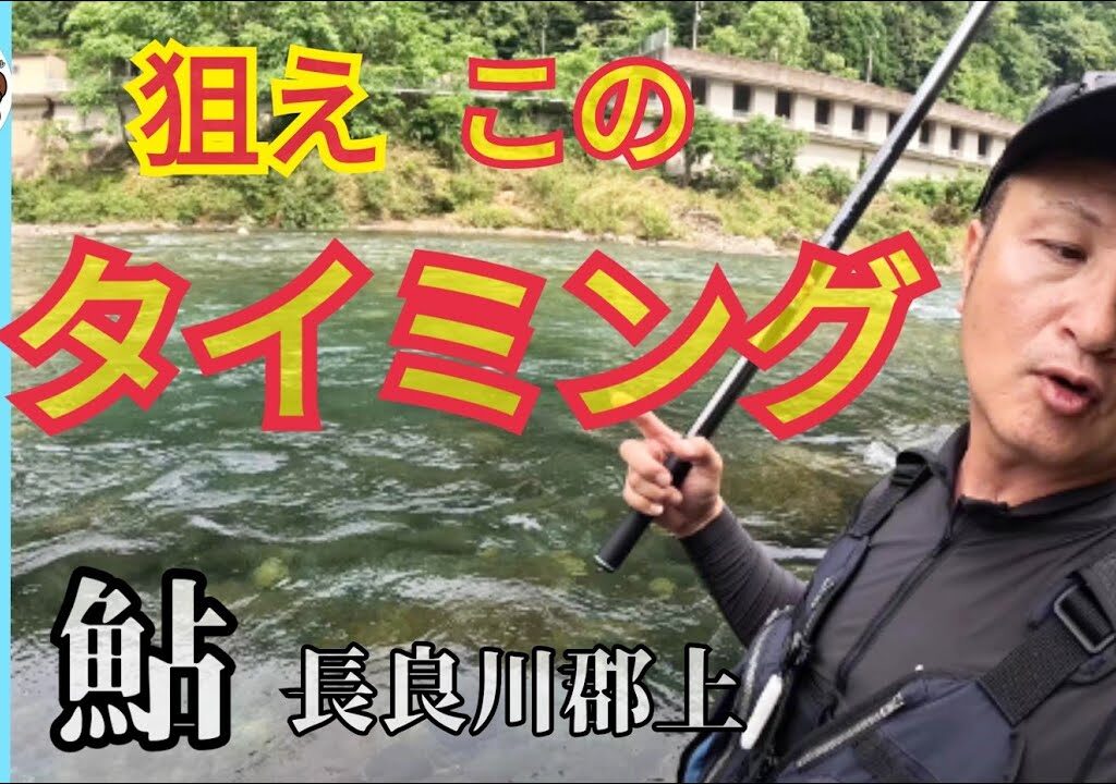 【鮎釣り2024】このタイミングを見逃すな！長良川郡上八幡の良型アユ