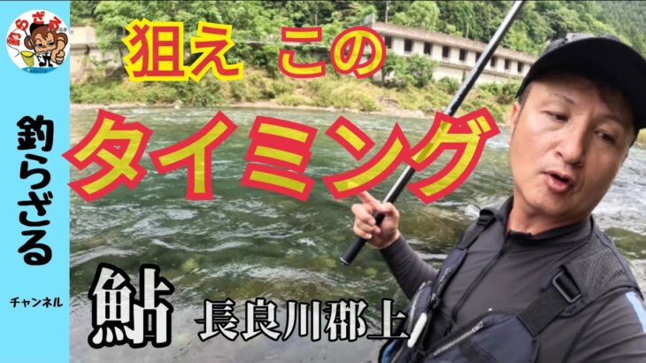 【鮎釣り2024】このタイミングを見逃すな！長良川郡上八幡の良型アユ
