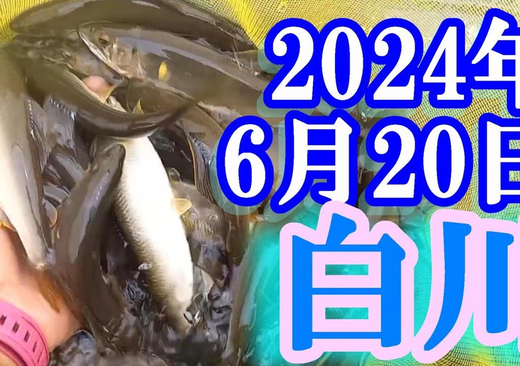 鮎釣り 平水超垢ぐされ 松ヶ瀬 白川 2024年
