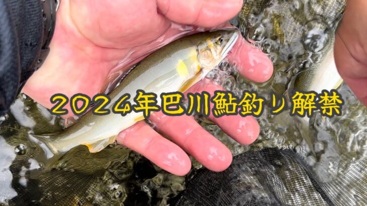 【鮎釣り】2024年巴川鮎釣り解禁