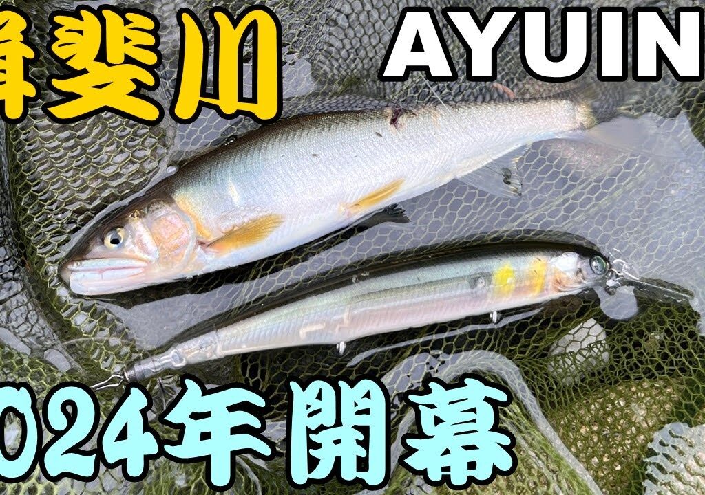 【アユイング】2024年揖斐川の鮎釣り解禁しました！【キャスティングアユ】
