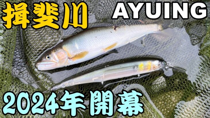 【アユイング】2024年揖斐川の鮎釣り解禁しました！【キャスティングアユ】