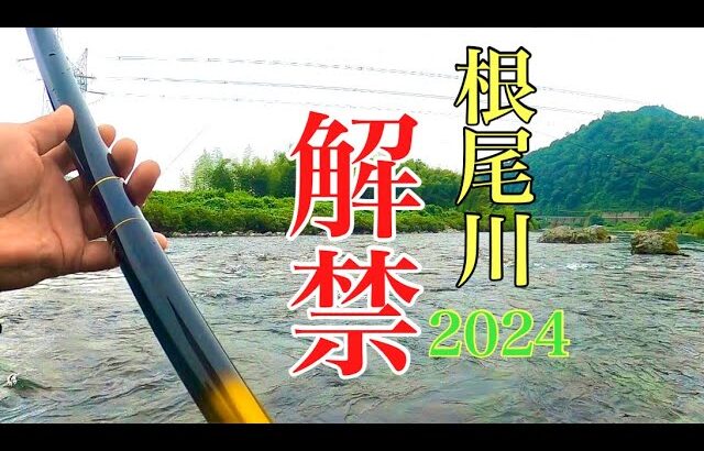 【鮎釣り】岐阜県根尾川解禁！2024年