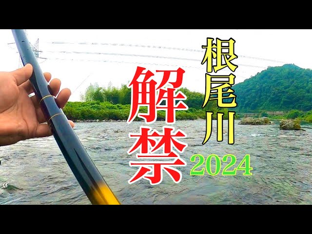 【鮎釣り】岐阜県根尾川解禁！2024年