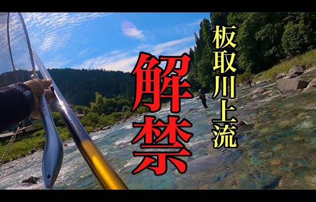 【鮎釣り】岐阜県板取川上流解禁！2024年