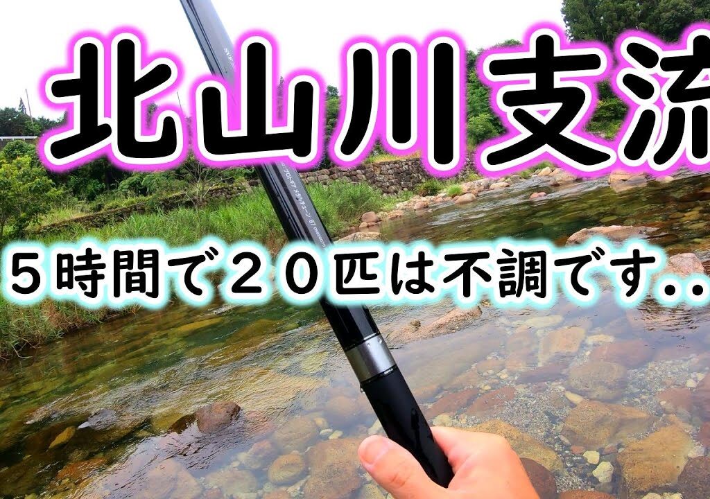 確変終了！？釣り荒れで低確モードの尾川川？　【熊野川 支流、北山川 水系、尾川 川　2024年　アユ釣り】
