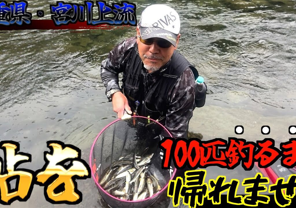 【三重県・宮川上流】2024鮎は狂っている！追いまくりの入れ掛かり！昭和の宮川上流にタイムスリップした感じ！