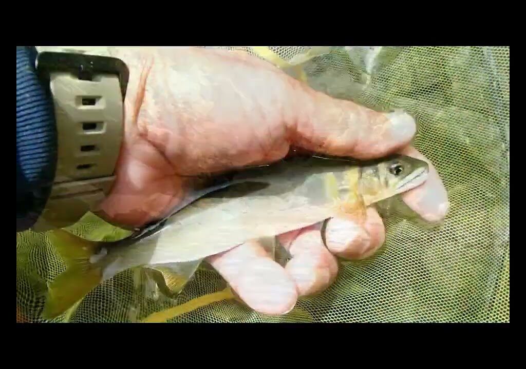 鮎釣り2024 6 3