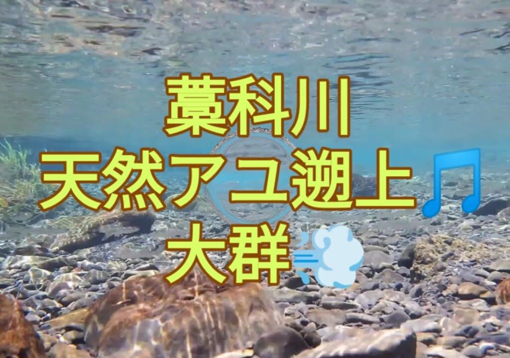 清流に天然アユ遡上、大群！安部川藁科川鮎釣り2024年、オクシズ