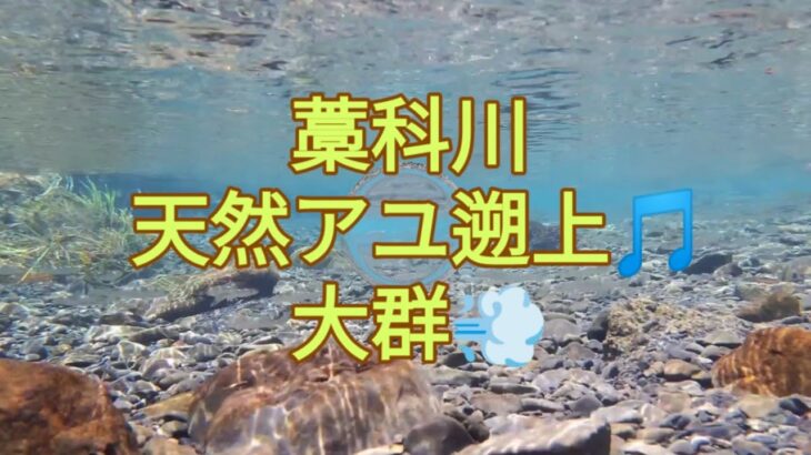 清流に天然アユ遡上、大群！安部川藁科川鮎釣り2024年、オクシズ