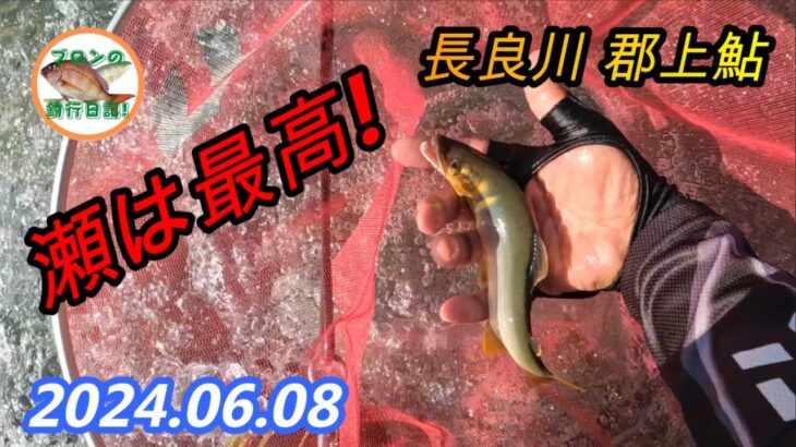 2024.06.08　長良川郡上鮎 水中糸アマード0.1号で瀬を攻める！