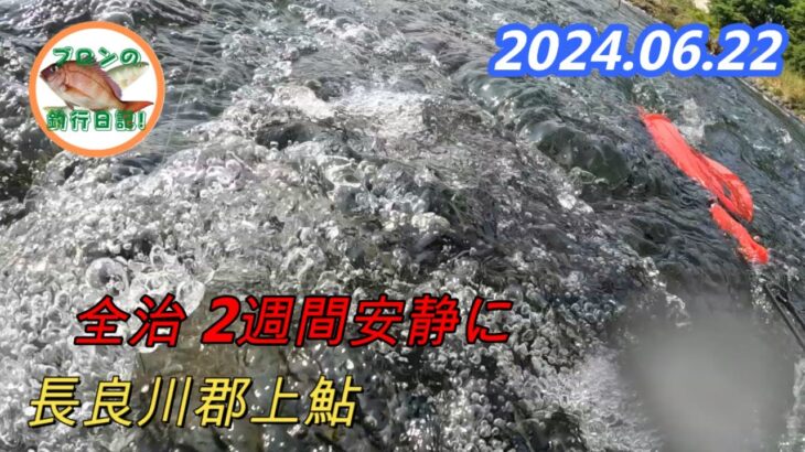 2024.06.22 長良川郡上鮎 川をなめていないが気を抜くと全治2週間